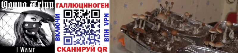 Купить  Тырныауз  Галлюциногенные грибы прущие грибы 